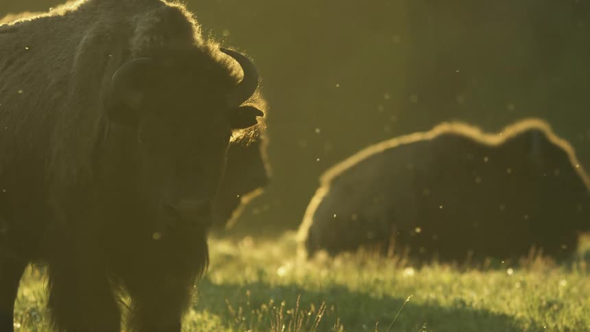 A close up view shows a bison standing in a grassy field during sunset while insects fly through the golden light