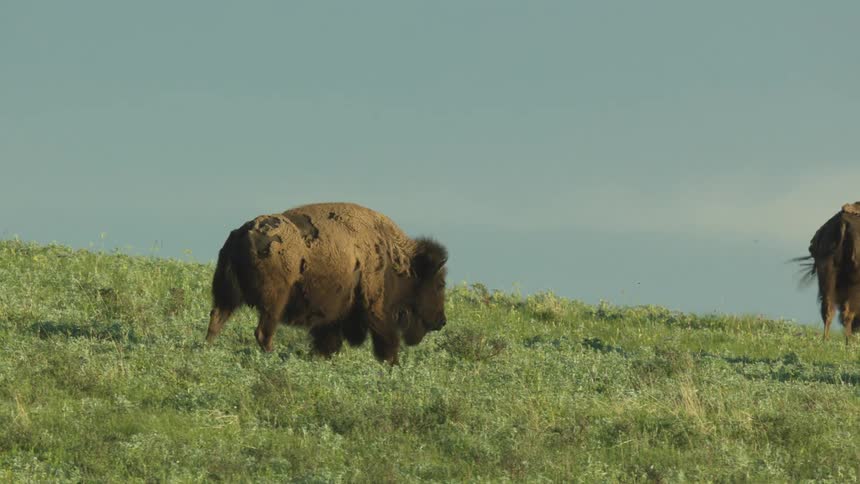 A lone bison with patches of missing fur walks across a grassy hill while others graze nearby