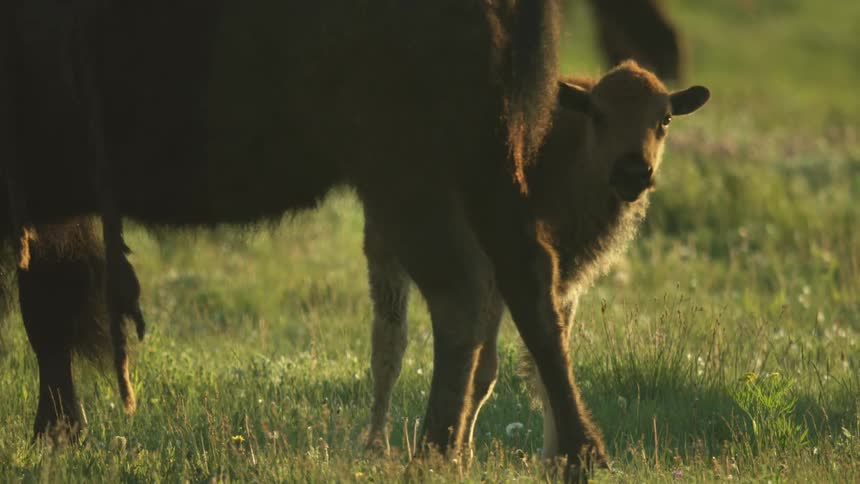 Calf standing in green pasture beside an adult cow under natural light