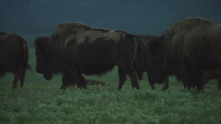 A close up view shows a herd of bison walking through a field of green grass and small flowers under a dark sky