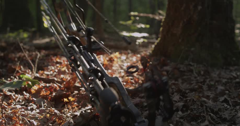 A crossbow attached to a rope is pulled up a tree