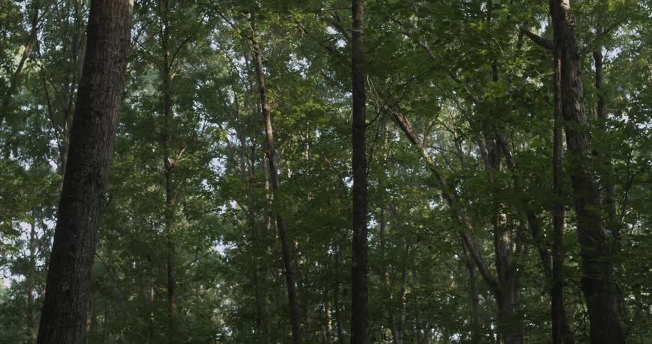 The forest is dense with many trees