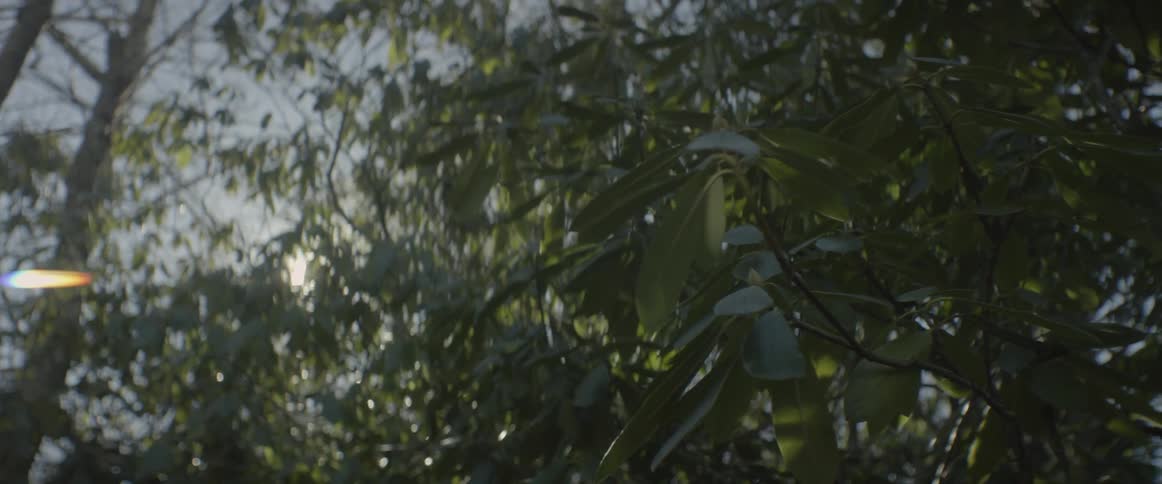 Leaves bristle in the breeze as the sun shines through branches