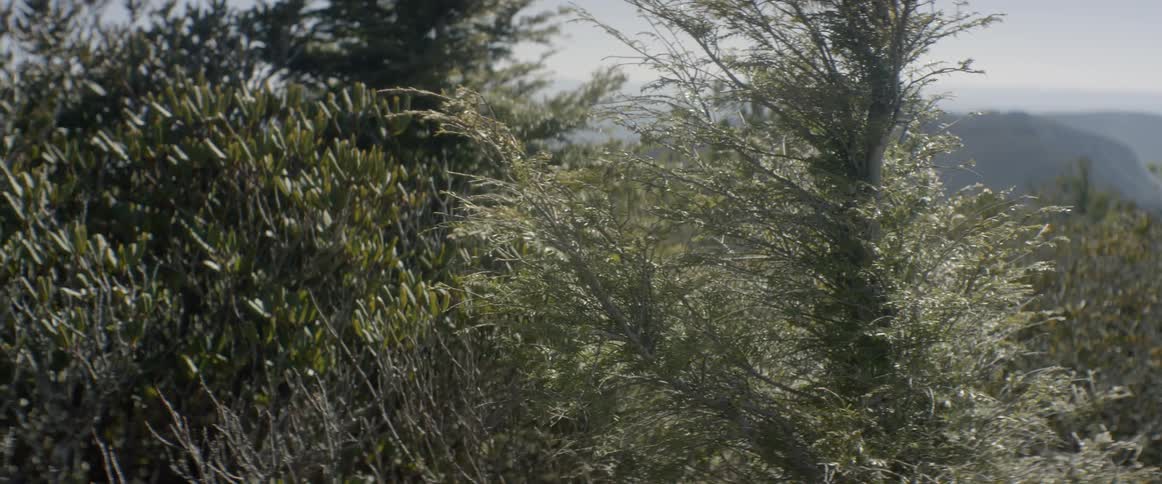 Branches sway in the breeze atop a mountain