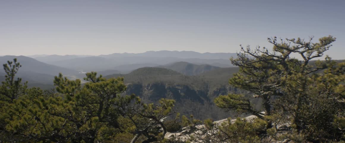 Trees and shrubs bristle in the breeze atop a mountain
