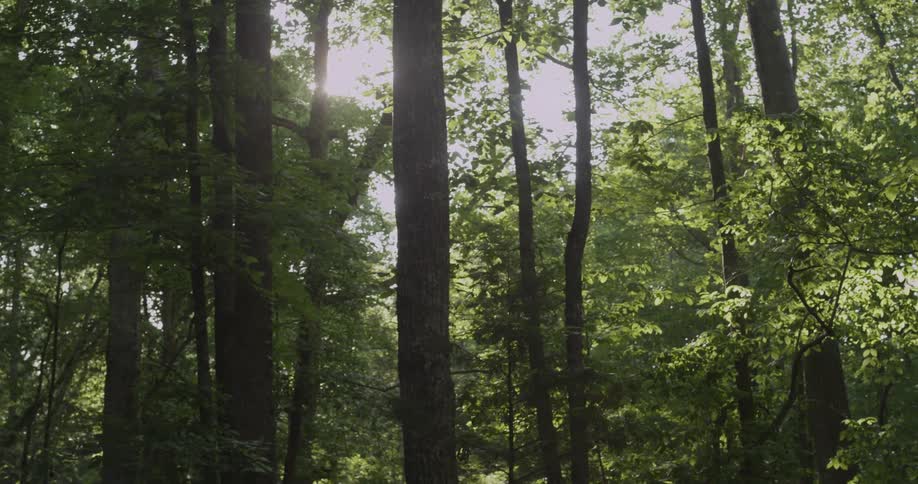 Trees tower above in the woods