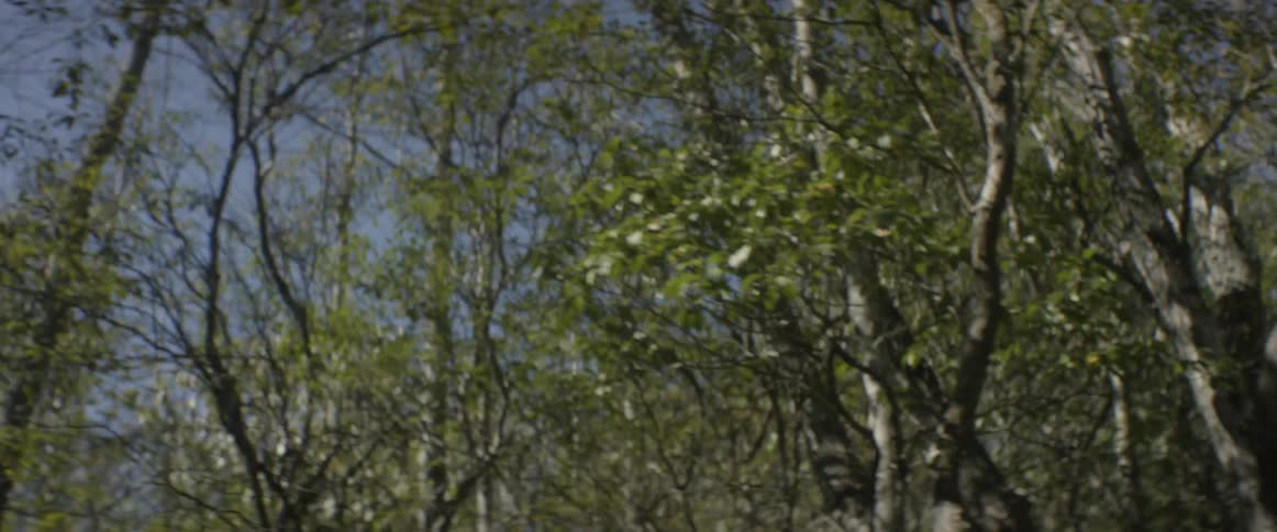 Trees tower above in the woods