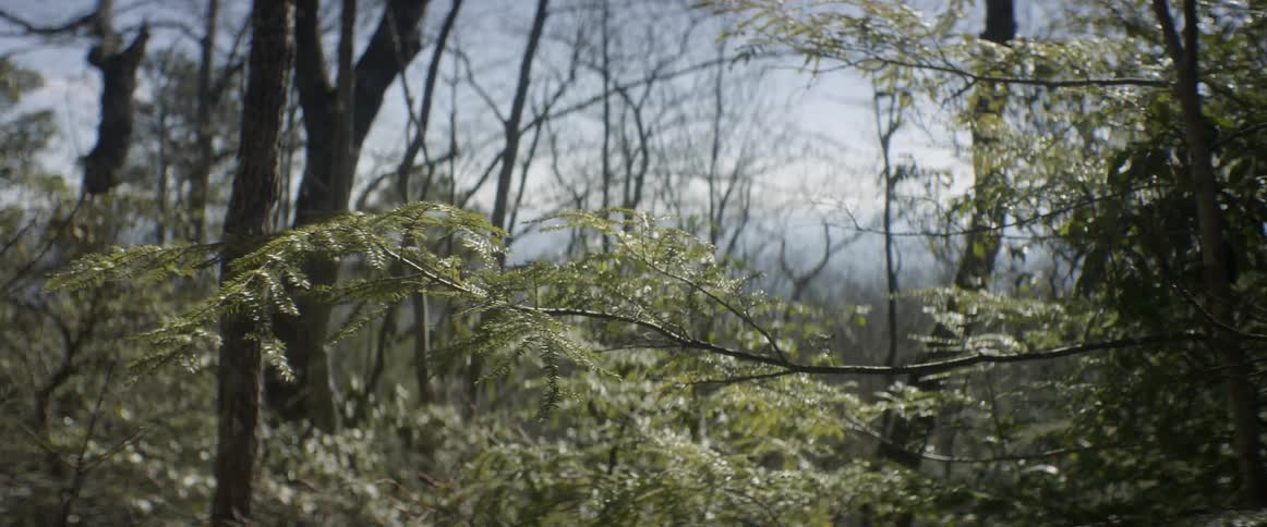 A tree branch with leaves sways in the wind