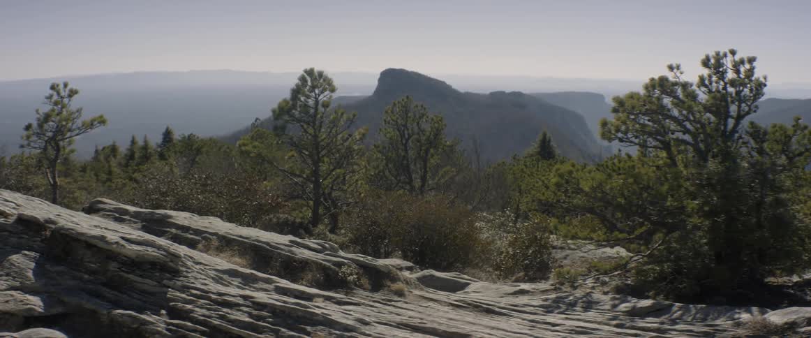 Trees grow in the mountains on a sunny day