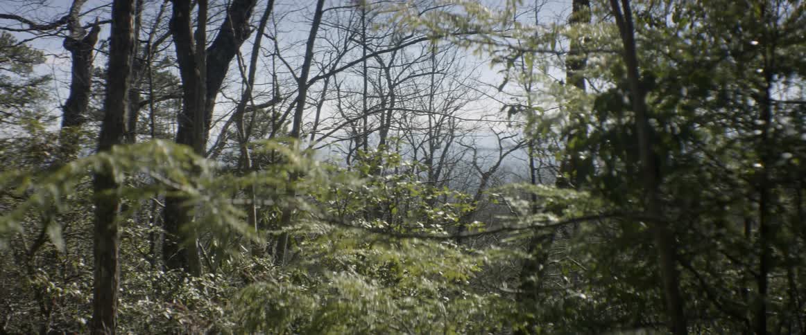 The woods are dense with bushes and trees