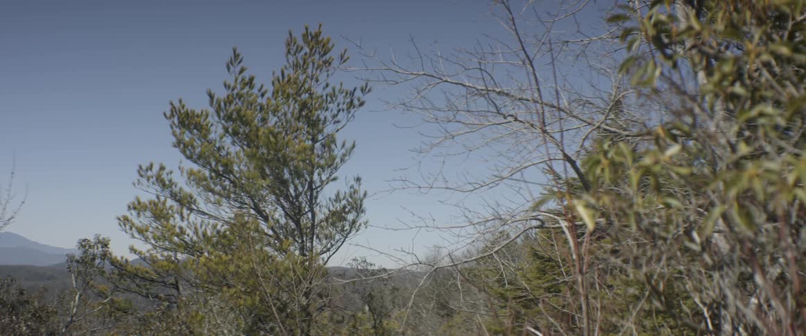 Wind blows through trees on a sunny day