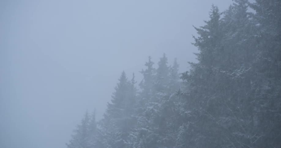 A view of snow falling in a forest