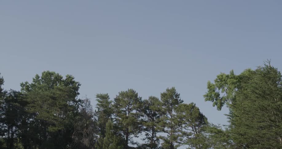 A stand of trees under a clear sky