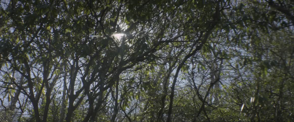 Sunlight shines through trees overhead