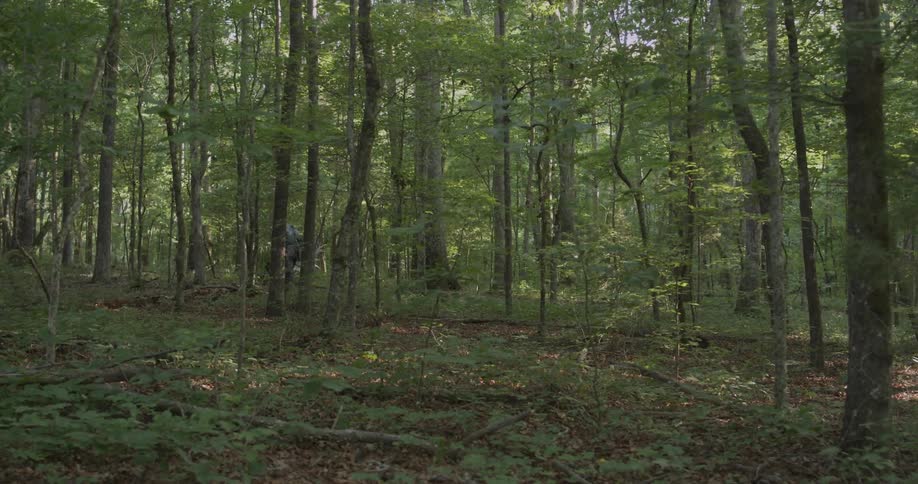 A hunter walks in the forest
