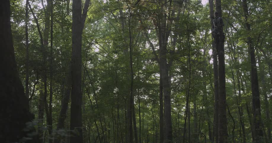 Dense trees during the day