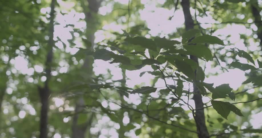 The trees have many small branches