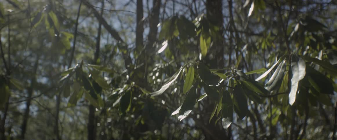 The sun shines brightly on leaves