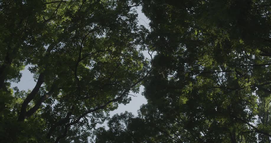 Trees tower above in the woods