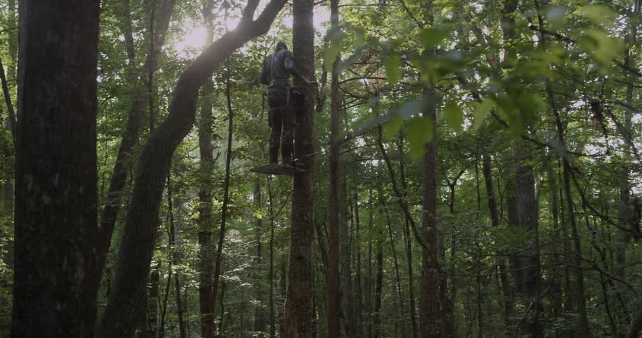 A man climbs up a tree in the forest