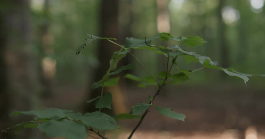 Leaves grow on a branch in the woods