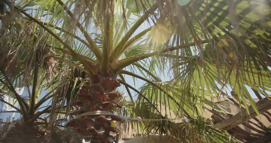 A view from below shows large green palm fronds swaying gently in the bright sunlight with a clear blue sky visible through the leaves