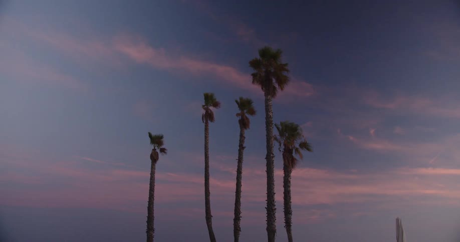 Tall palm trees stand silhouette against a warm vibrant sunset sky