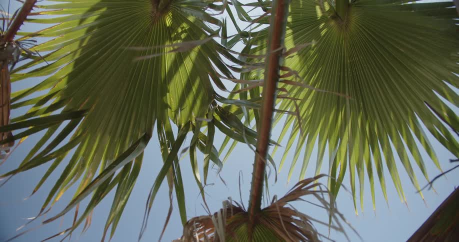 Palm leaves viewed from below against a blue sky