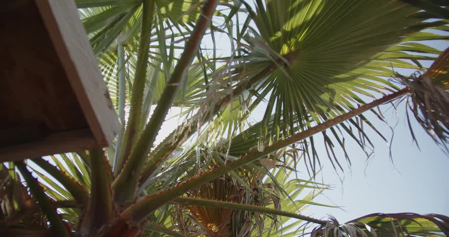 A view of a palm tree over a building
