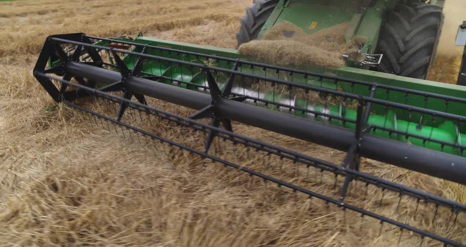 The rotating reel and header of a green combine harvester cut through a field of dry golden wheat