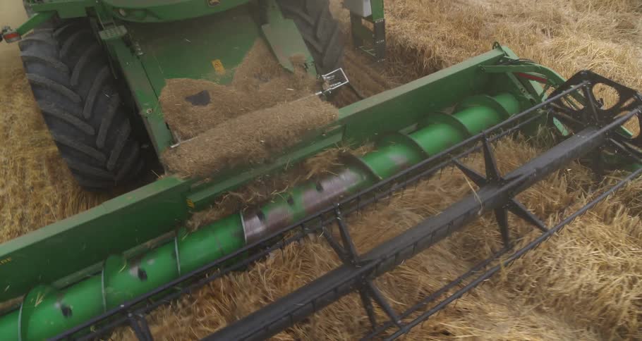 Combine harvester performs grain harvesting in a dry field with the front header cutting and collecting the crop
