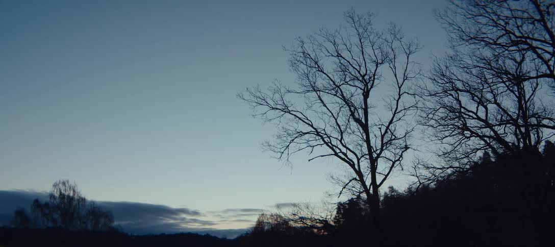 The sun is rising on the forest