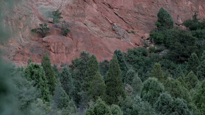 Trees grow in the wilderness