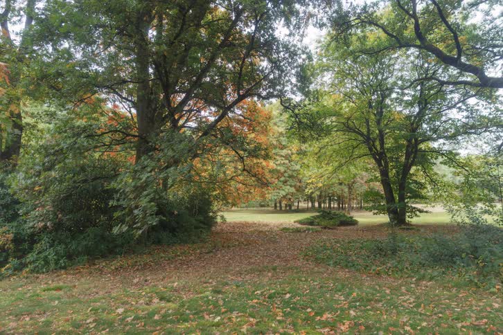 Changing Seasons Timelapse in a Forest