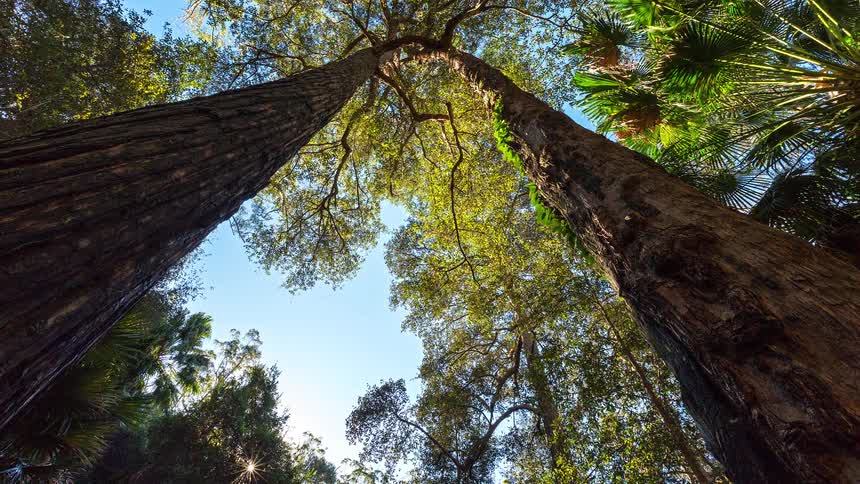 Looking straight up two towering tree trunks frame a patch of bright blue sky dotted with green foliage and sun flares