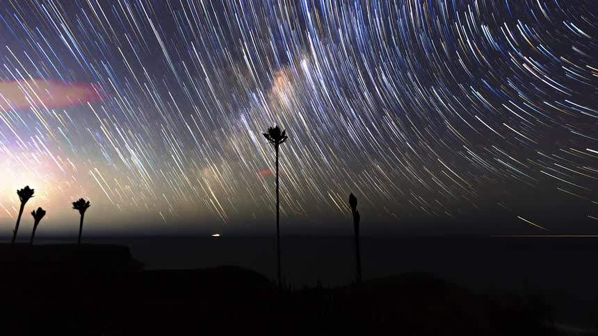 Star trails across the night sky above the ocean with plant silhouettes in the foreground