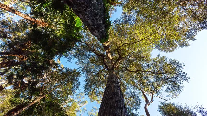 Sunlight shines on tall trees at the edge of the forest