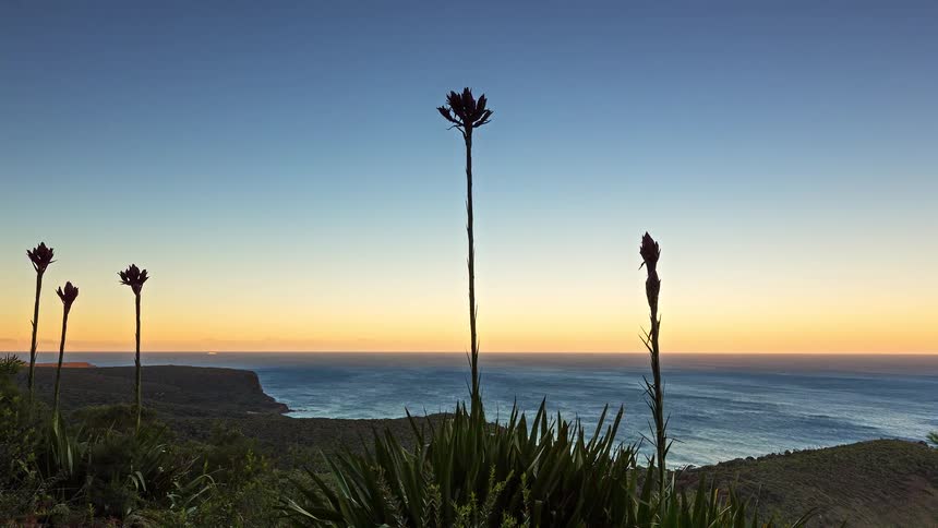 Coastal vegetation with red flowers against hills and ocean at dusk