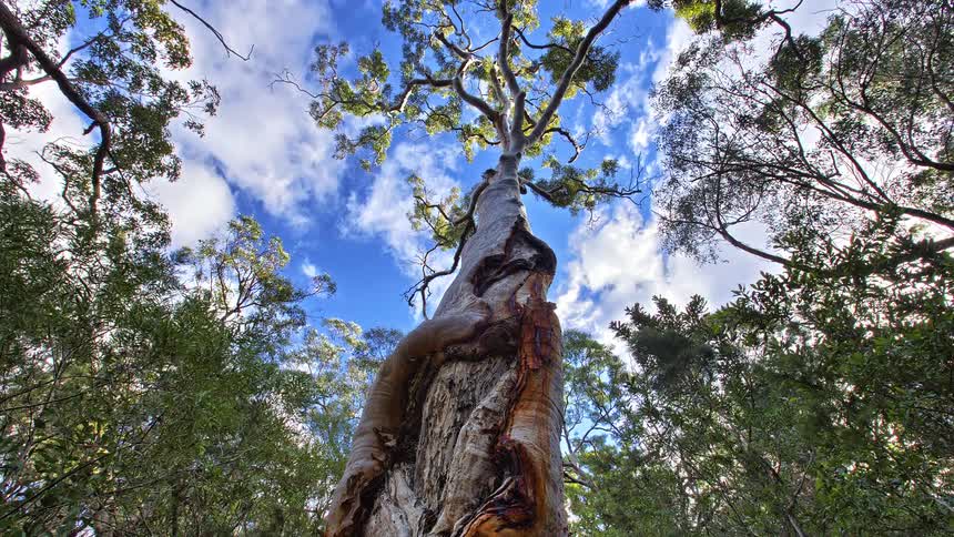 A dramatic lowangle timelapse tilts slowly up the immense gnarled trunk of an ancient forest tree its branches spreading out against a vivid blue sky filled with fastmoving clouds