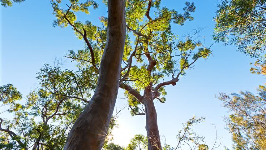 Looking up from the base of tall trees the sun bursts through the leaves against a bright clear blue sky