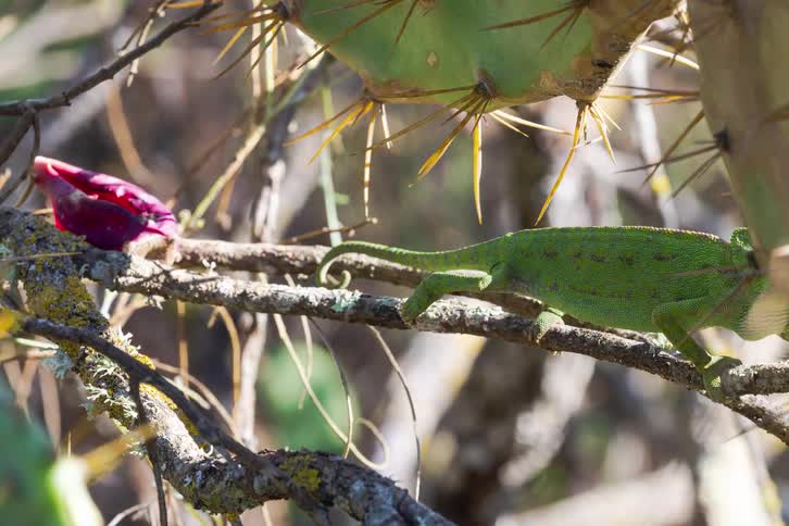 A green chameleon crawls slowly along a thin brown branch near a prickly pear cactus with sharp yellow thorns in a sunny outdoor setting