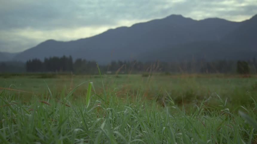 Grass in a rural field with trees and mountains in the distance
