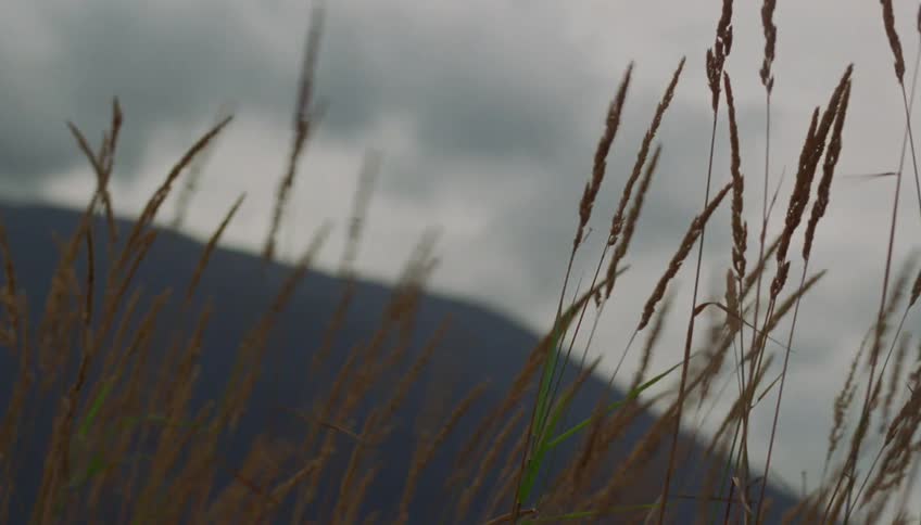 Tall grass sways in the wind against a blurred mountain under a gloomy overcast sky