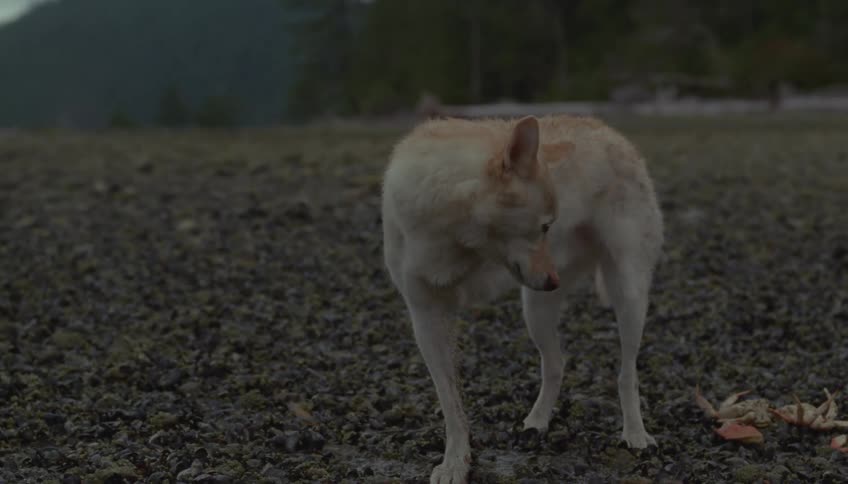 A light colored dog stands on a pebbly beach and looks around in the dim light