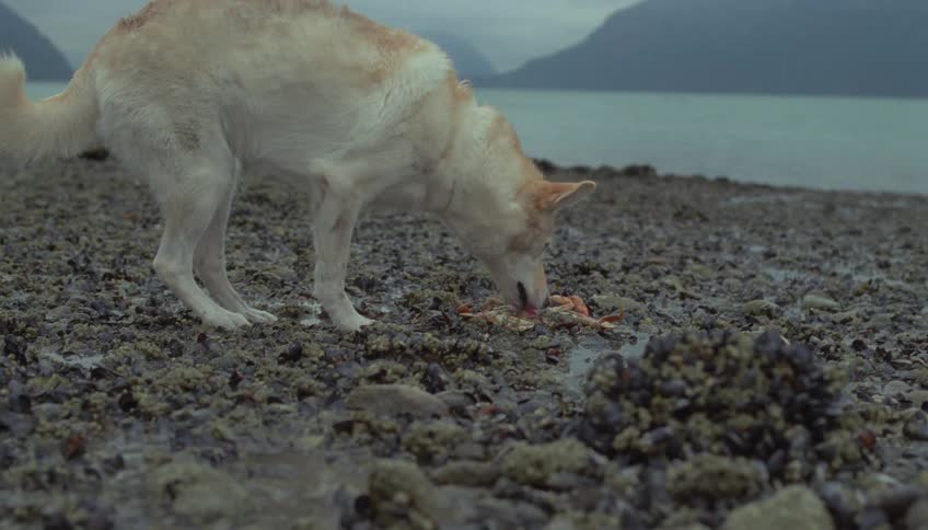 On a rocky overcast beach a lightcolored dog investigates and nibbles on a crab carcass near clusters of musselsthe scene pulls back to reveal a vast misty coastline with calm water and large mountains in the background