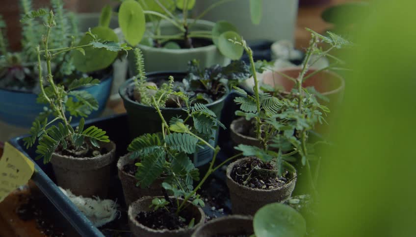 Several small plants are sprouting from small pots filled with dirt
