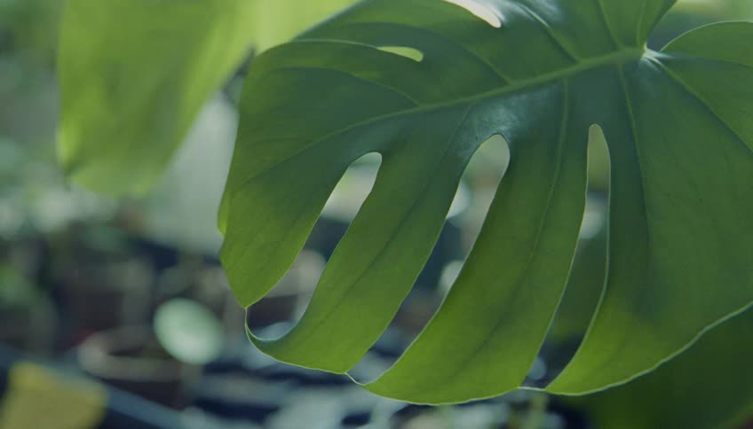 Monstera leaf in focus with vibrant texture and blurred garden background