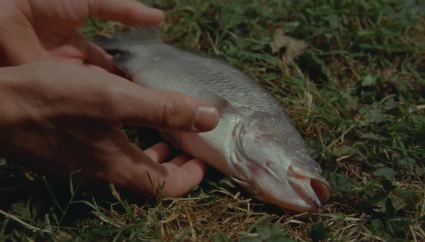 Closeup of a human hand picking up a freshly caught fish lying on grass