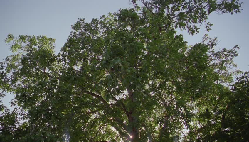 Bright sunlight streams through the rustling green leaves of a tall tree creating a shimmering lens flare against the clear blue sky
