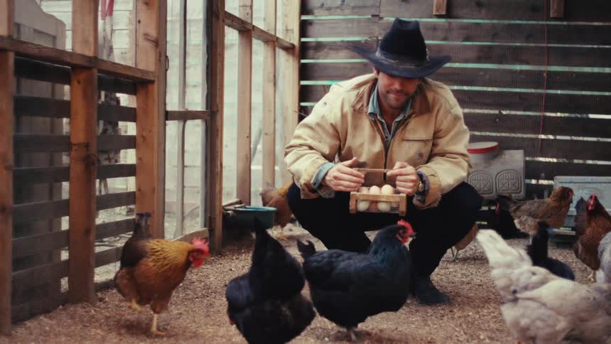 Man crouching and feeding chickens inside a wooden coop